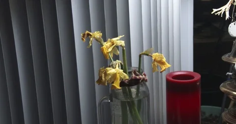 Dying Daffodils - Zoom In Stock Footage 87539369