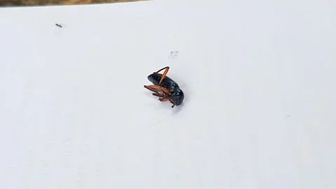 A dying darkling beetle on a white paper being swarmed by black ants Stock Footage 291695501