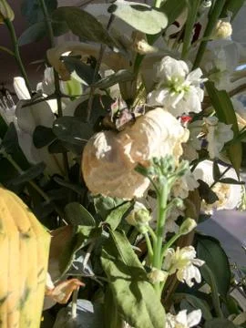 Dying drooping flowers dry without water Stock Photos