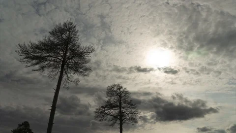 Dying dry trees and gray sky. Abstract creepy for Halloween landscapes backgroun Stock Footage 129591550
