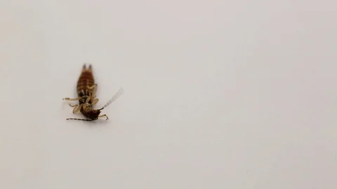 Dying earwig macro on a black background Stock Footage 113155798
