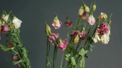 Dying eustoma flowers wilting over time 動画素材 337891427