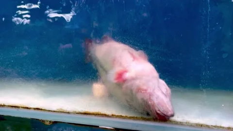 A dying fish ,last breath Stock Footage 166801474