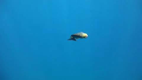Dying fish in the ocean Stock Footage 146717969