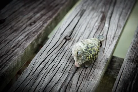 Dying fish Stock Photos