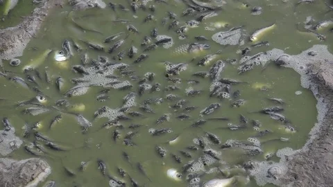 Dying fish in polluted toxic muddy water Stock Footage 79546228