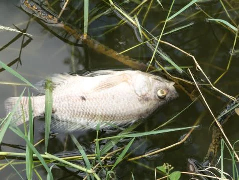 Dying fish in pond Stock Photos