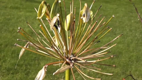 Dying Flower Stock Footage 75932669