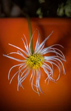 Dying flower Stock Photos