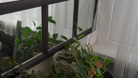 A dying flower on the windowsill Stock Footage 348011248