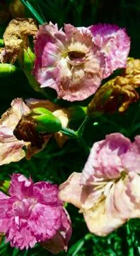 Dying flowers Stock Photos