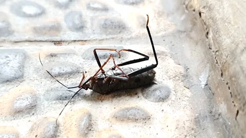 Dying flying-bug on the ground Stock Footage 279294338