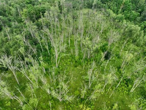 Dying Forest Aerial View Stock Photos
