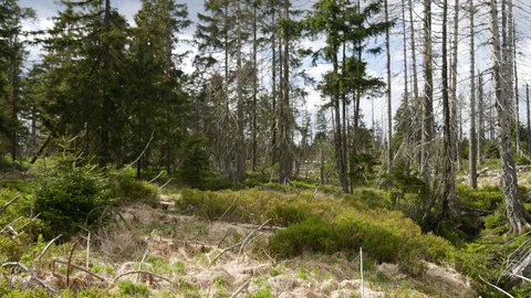 Dying forest by bark beetle disease in Harz mountain forest Germany 4k Video stock 75851640