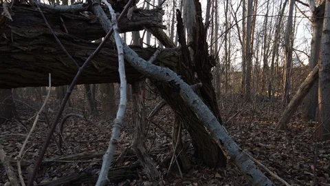 Dying forest in detail Stock Footage 121468281