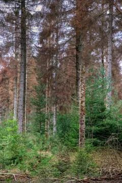 Dying forest Stock Photos