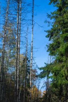 Dying forest 스톡 사진