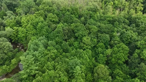 Dying Forest Trees - Climate Change and Disease 스톡 동영상 314400904
