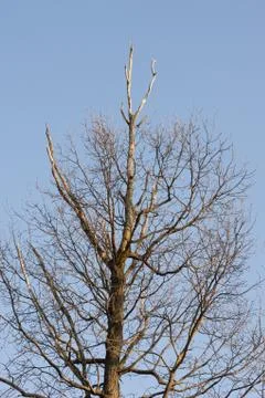 Dying forest trees Stock Photos