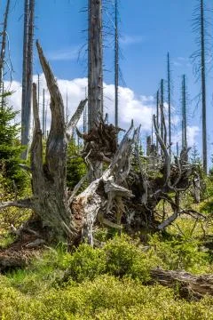 Dying forests Stock Photos