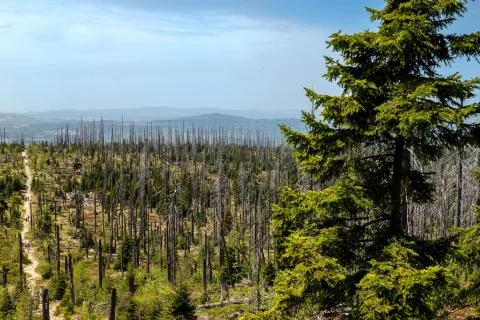 Dying forests Foto stock