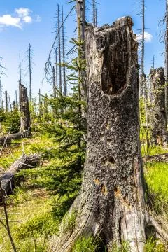 Dying forests Stock Photos