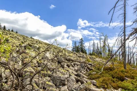 Dying forests Stock Photos