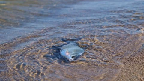 A dying freshwater river fish splashes in the water near the sandy shore. Stockbeeldmateriaal 256068189