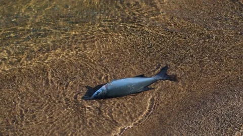 A dying freshwater river fish splashes in the water near the sandy shore. Vídeo Stock 265778009