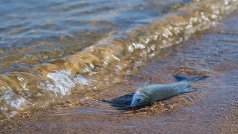 A dying freshwater river fish splashes in the water near the sandy shore. Stock-Footage 266487532