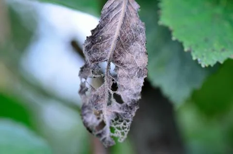 Dying grey leaf Stock Photos
