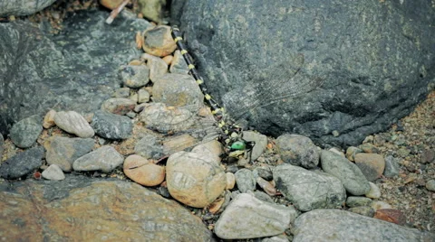 Dying insect ,dragon fly,libellule Stock Footage 54501373