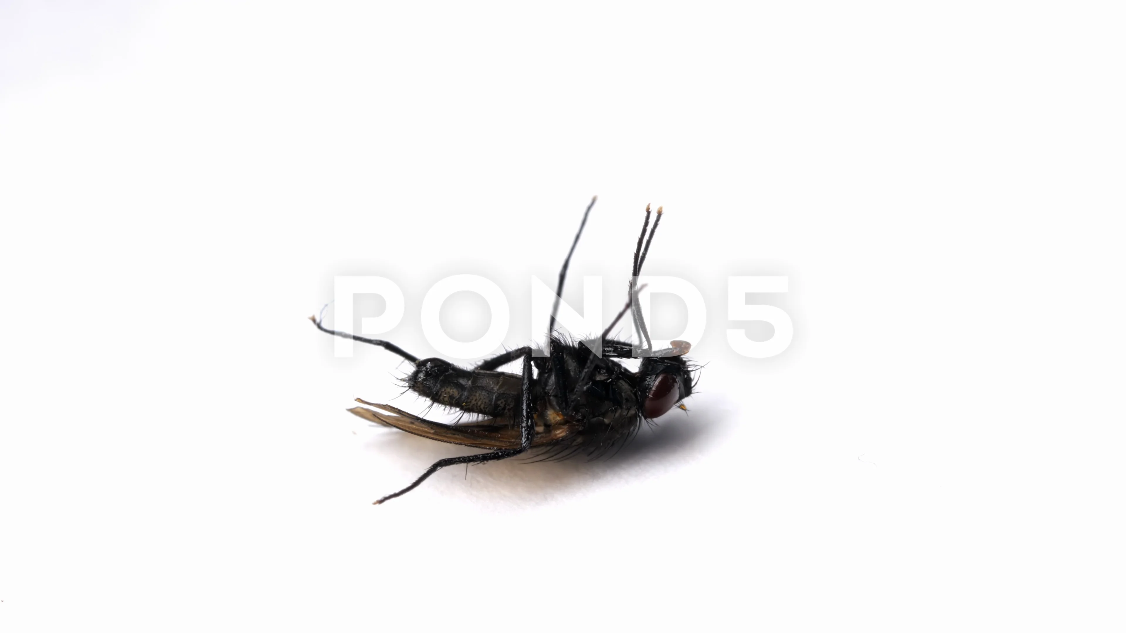 Dying Insect Stock Video Footage | Royalty Free Dying Insect Videos | Pond5 Dying Insect Stock Video Footage | Royalty Free Dying Insect Videos | Pond5