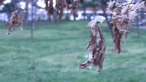 Dying leaf Video stock 100855980