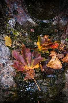 Dying Leaf in Gutter Foto stock