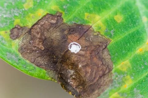 Dying leaf. Stock Photos