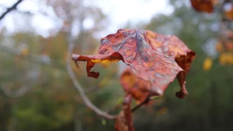 Dying leaf on a tree in the fall Stock Footage 142901258