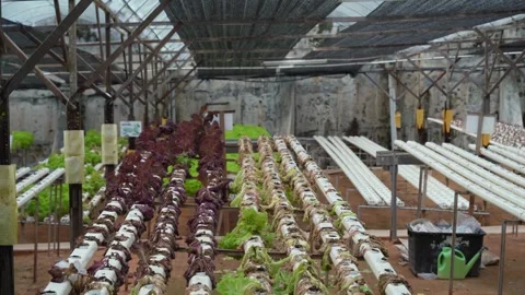 Dying lettuces on hydroponic system 動画素材 252178990