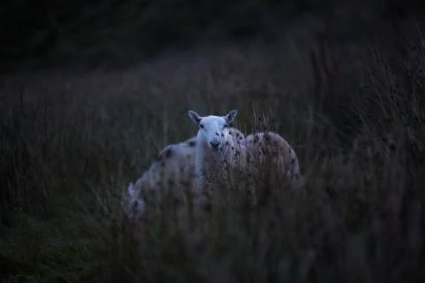 The dying light white sheep  Stock Photos