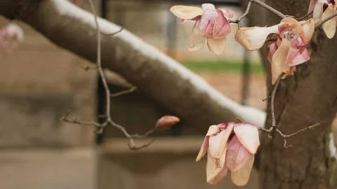 Dying Malus 'Evereste' Tree Flower Buds 1 Stock Footage