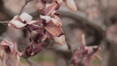 Dying Malus 'Evereste' Tree Flower Buds 2 Stock Footage