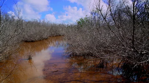 Dying Mangrove Stock Footage