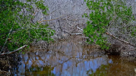 Dying Mangroves1 Stock Footage 162943722