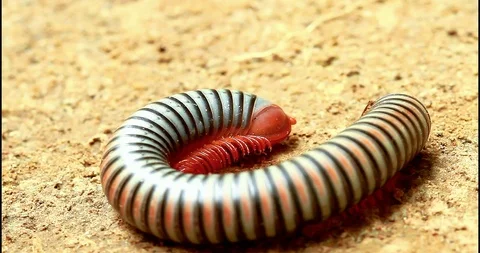 A Dying Millipede Stock Footage 89330378