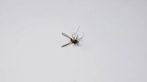 Dying mosquito close up on white background. Stock Footage 101103886
