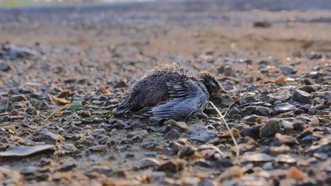 Dying nestling against a backdrop of dry lifeless ground Stockbeeldmateriaal 84777229