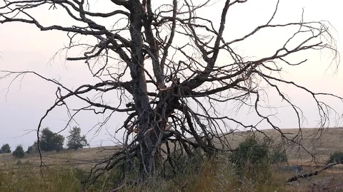 Dying Old Tree Stock Footage 117054823