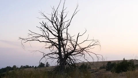 Dying Old Tree in Sunset Stock Footage 117054818
