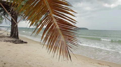 Dying Palm Leaf Hangs Storm Moves Stock Footage 43102215