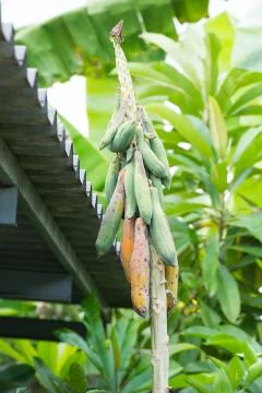 Dying papaya Stock Photos